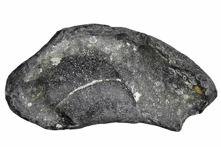 Fossil Whale Ear Bone - Miocene #177768